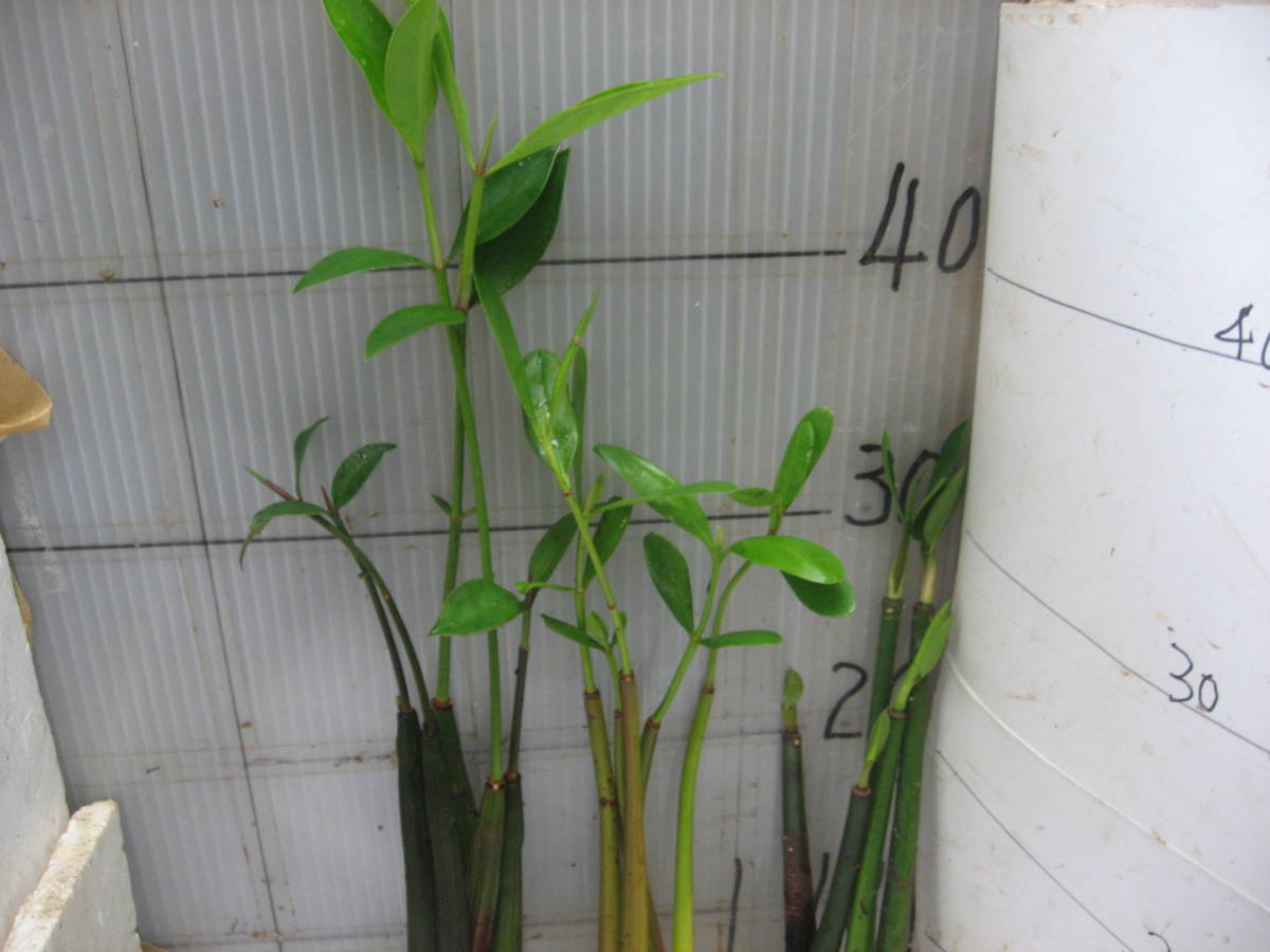 熱帯樹木 マングローブ オヒルギ5本 メヒルギ5本 ヤエヤマヒルギ 5本 15本 苗 売買されたオークション情報 Yahooの商品情報をアーカイブ公開 オークファン Aucfan Com