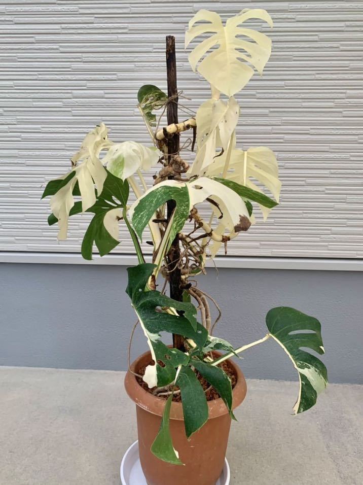 斑入　大株 希少　モンステラ　デリシオーサ　ボルシギアナ　バリエガータ　monstera deliciosa borsigana aureavariegata　_1