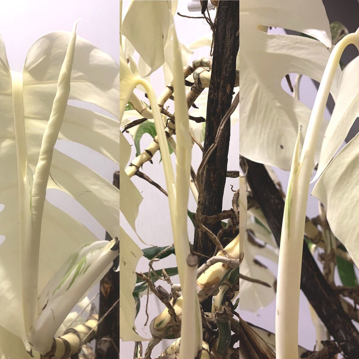 斑入　大株 希少　モンステラ　デリシオーサ　ボルシギアナ　バリエガータ　monstera deliciosa borsigana aureavariegata　_10