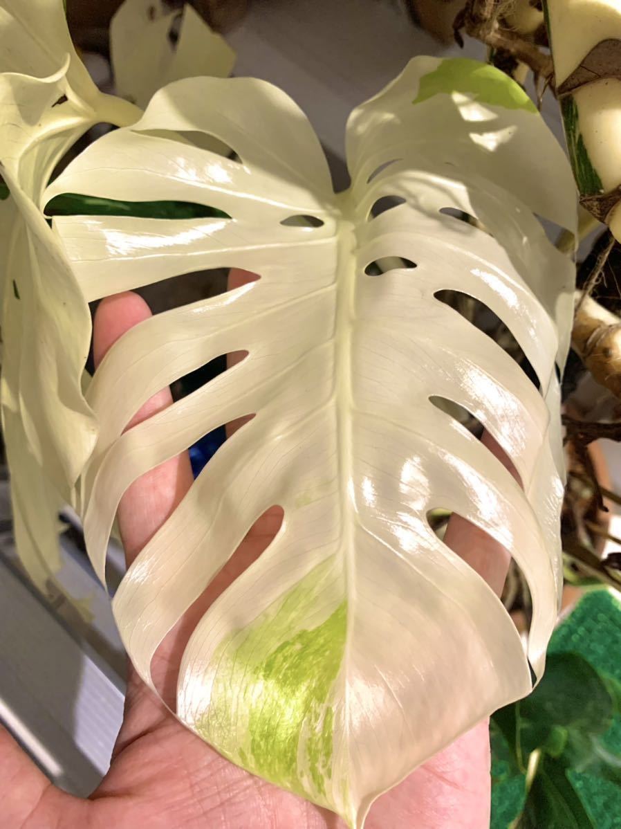 斑入　大株 希少　モンステラ　デリシオーサ　ボルシギアナ　バリエガータ　monstera deliciosa borsigana aureavariegata　_2