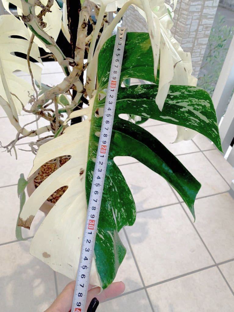 斑入　大株 希少　モンステラ　デリシオーサ　ボルシギアナ　バリエガータ　monstera deliciosa borsigana aureavariegata　_3