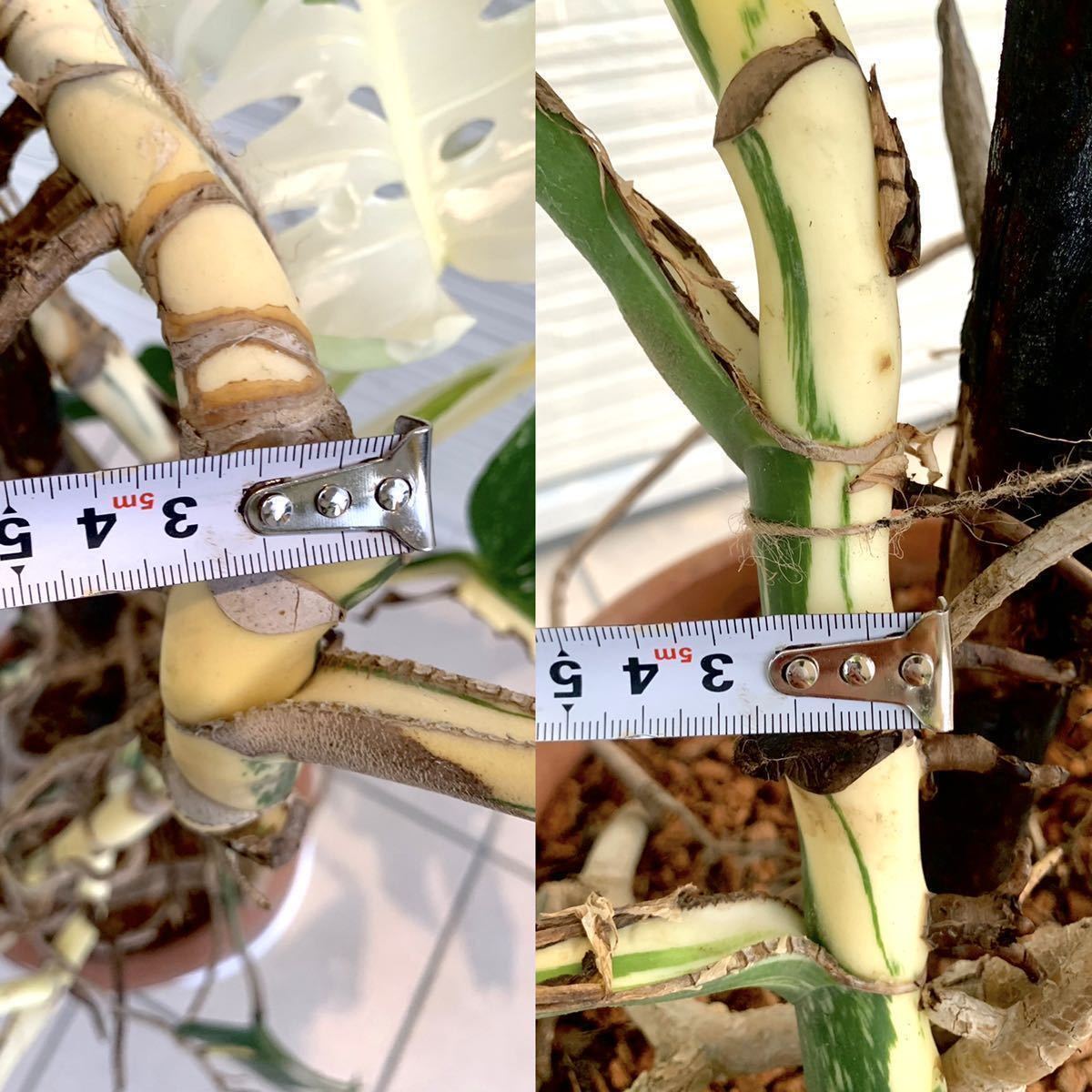 斑入　大株 希少　モンステラ　デリシオーサ　ボルシギアナ　バリエガータ　monstera deliciosa borsigana aureavariegata　_5