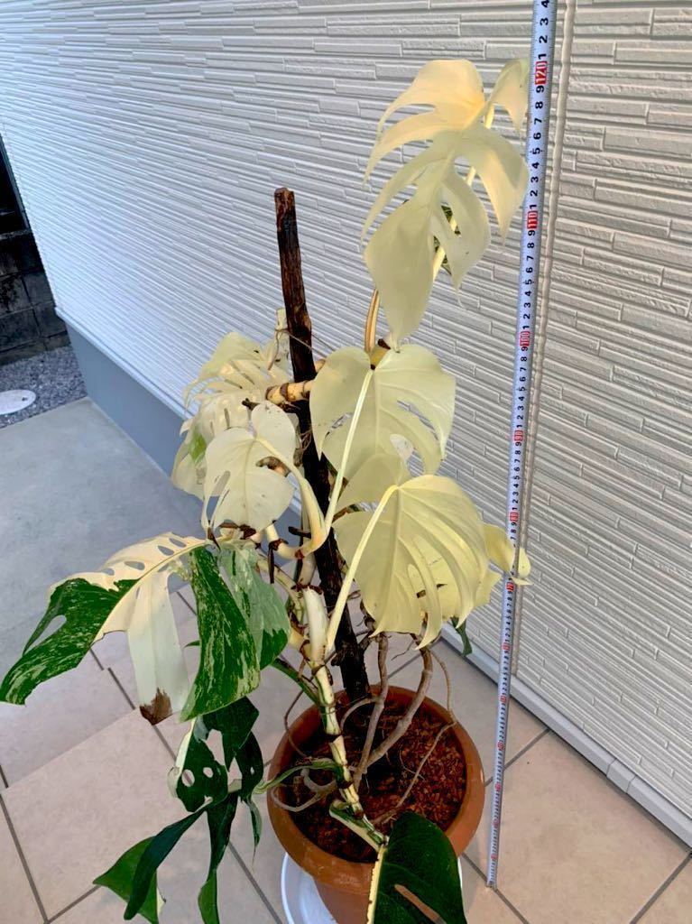 斑入　大株 希少　モンステラ　デリシオーサ　ボルシギアナ　バリエガータ　monstera deliciosa borsigana aureavariegata　_6