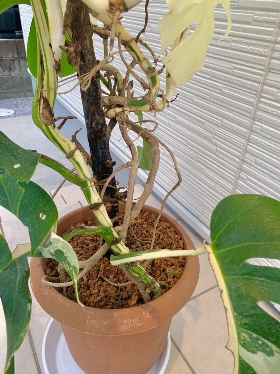 斑入　大株 希少　モンステラ　デリシオーサ　ボルシギアナ　バリエガータ　monstera deliciosa borsigana aureavariegata　_7