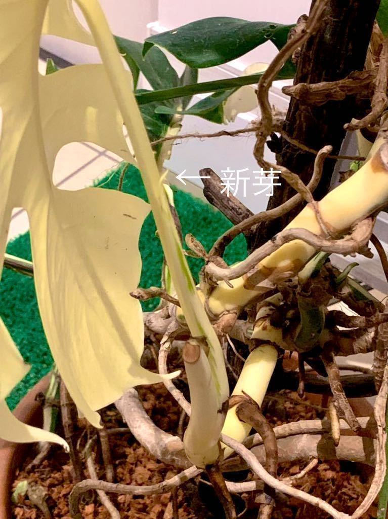 斑入　大株 希少　モンステラ　デリシオーサ　ボルシギアナ　バリエガータ　monstera deliciosa borsigana aureavariegata　_8
