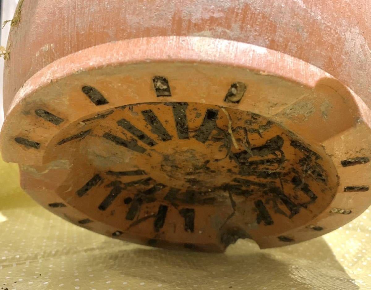 斑入　大株 希少　モンステラ　デリシオーサ　ボルシギアナ　バリエガータ　monstera deliciosa borsigana aureavariegata　_9