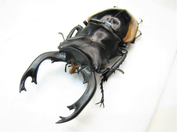 クベラツヤクワガタ | Yahoo!オークション 標本 Insect 産地