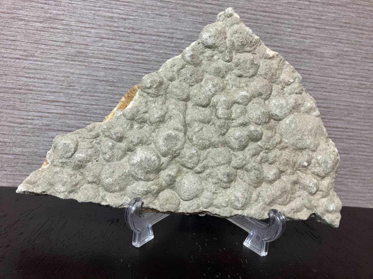  エディアカラ生物群 Beltanelliformis brunsae Nemiana simplex(化石)｜売買されたオークション情報、yahooの商品情報をアーカイブ公開 - オークファン 化石