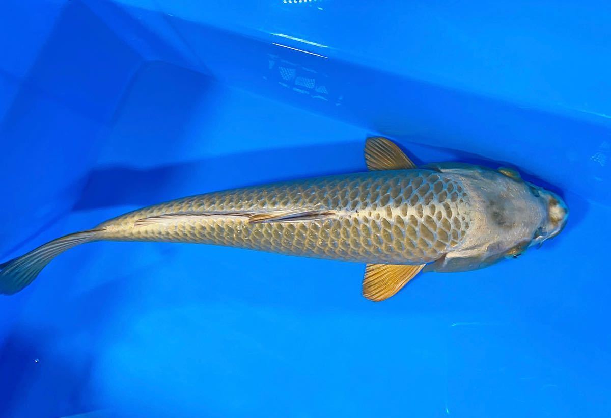 金兜 2歳 35cm， メスっぽい 星野養鯉場作出 ☆長岡錦鯉☆