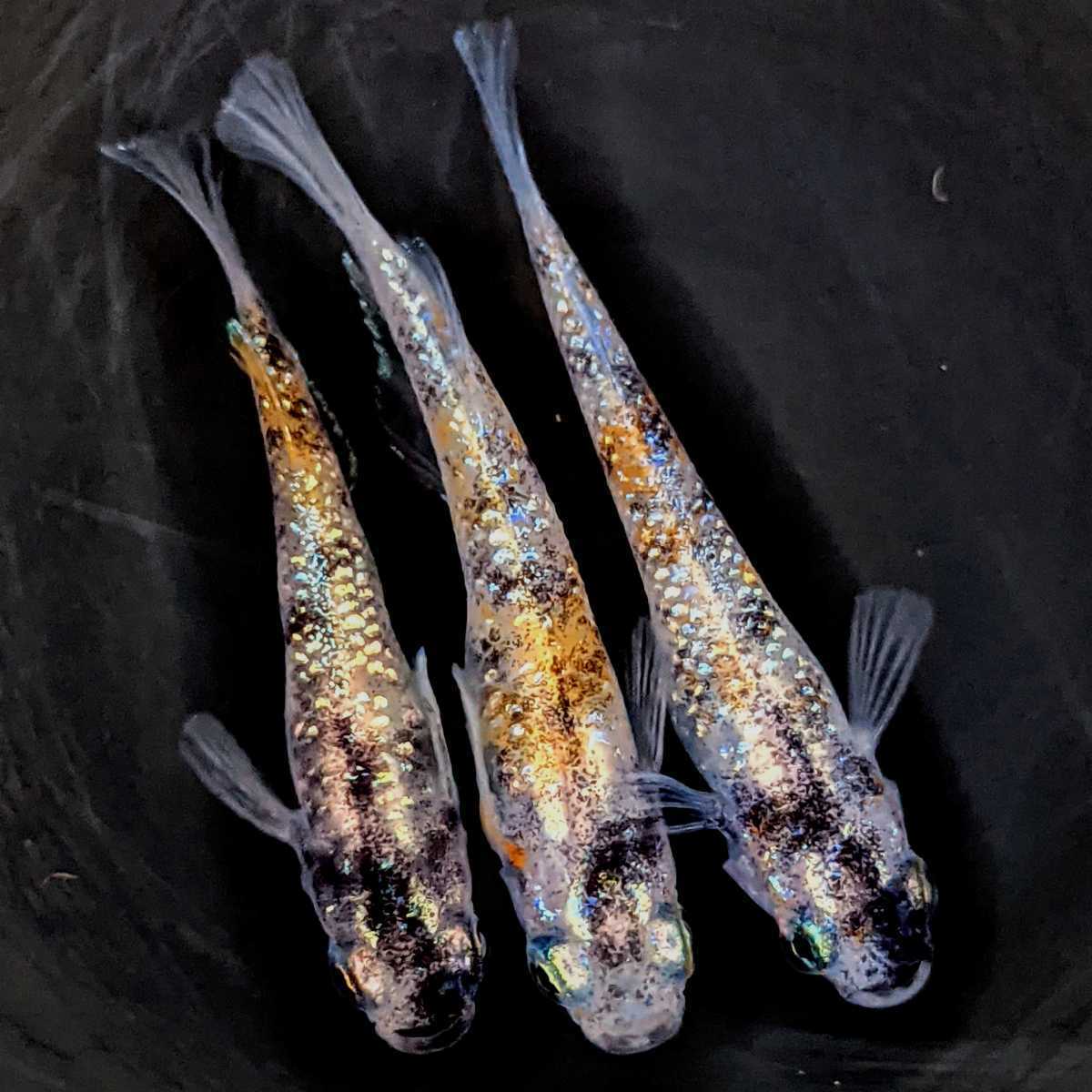 メダカ 三色ラメ体外光 若魚 画像の3ペア(めだか)｜売買された 