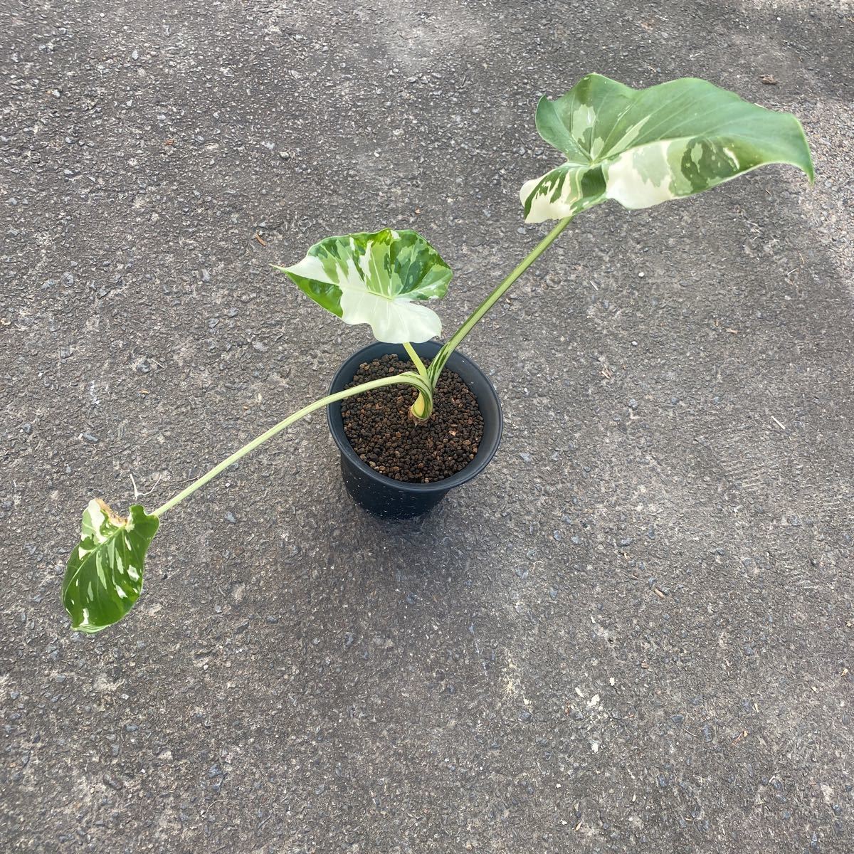 クワズイモ 斑入り ハーフムーン