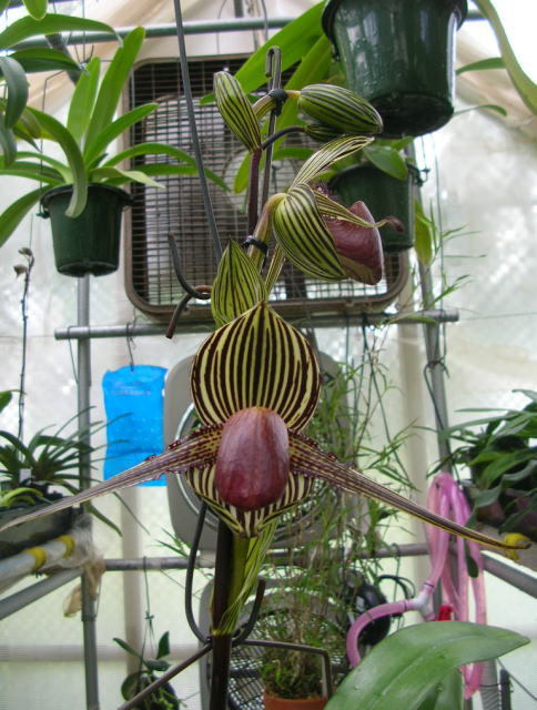 100%新品，人気SALE 09/18 Paph.rothschildianum 大株 洋蘭 パフィオ 原種(ラン)｜売買されたオークション情報、yahooの商品情報をアーカイブ公開 - オークファン ラン