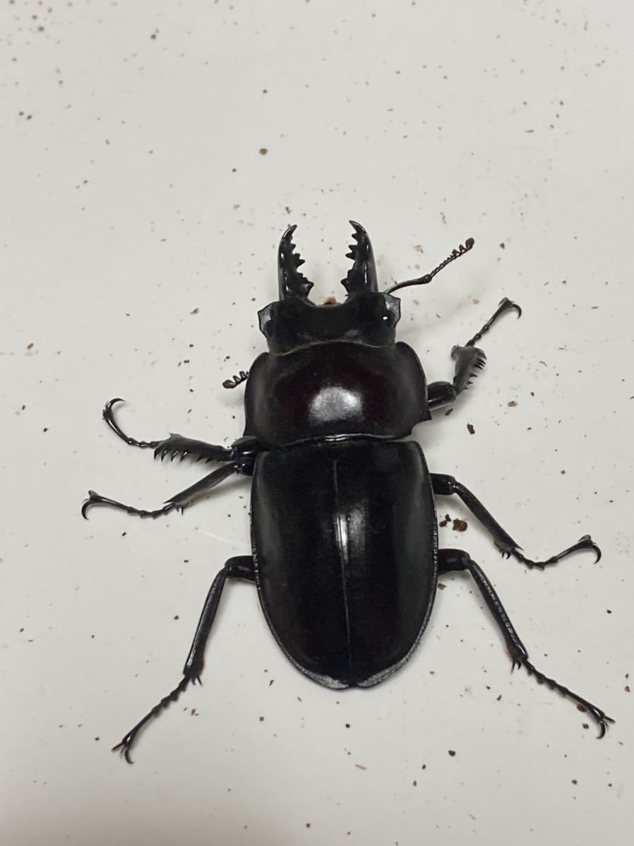 ヤエヤママルバネクワガタ ヤエマル ♂3、♀2の計5匹 CBF1新成虫 ③