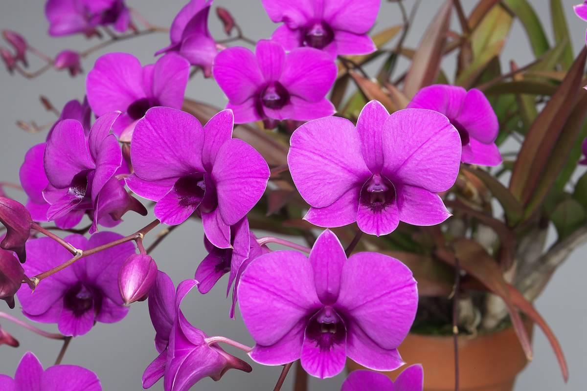 洋蘭 原種 デンドロ Den. bigibbum var. compactum 濃色 良形 選別個体 花芽付き ミニ洋蘭 小型洋蘭 デンドロビウム　