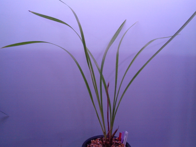 ● 寒蘭 高知県高岡郡四万十町十川（緋月ー黄金葉）A-44