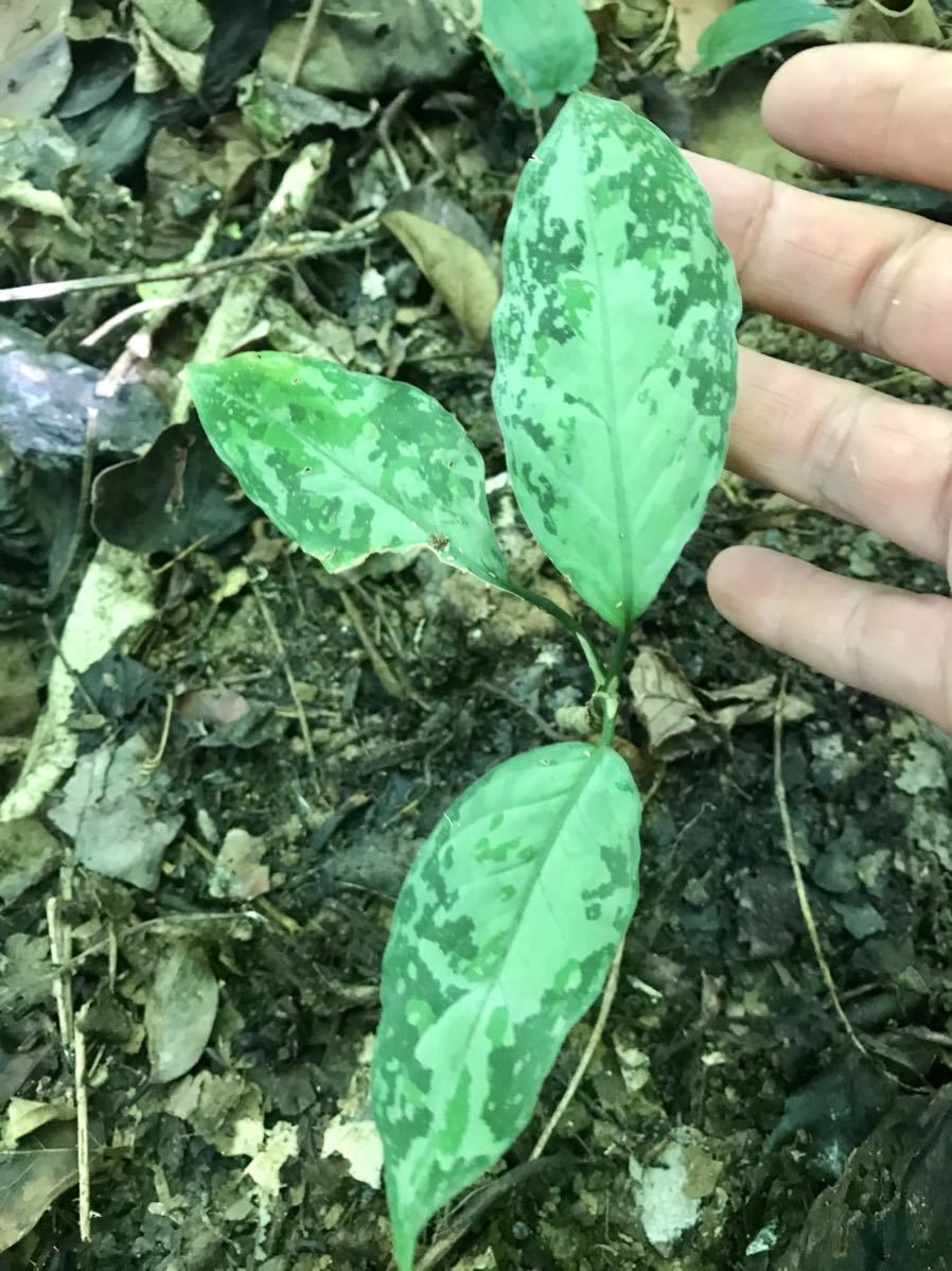 pictum Aceh Sumatra Aglaonema T-010519-b-2 sumatra ◇Aglaonema 0