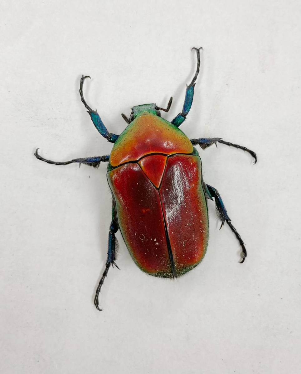 即ぶり】DHヘラクレス 短角血統 ♂128㎜