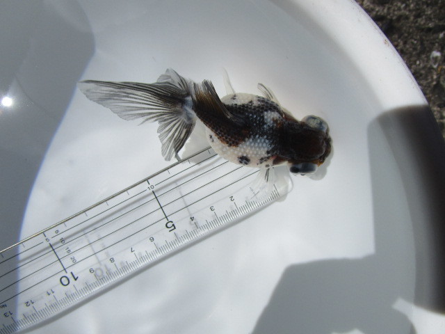 マニア必見！変わり個体★二歳魚★_1