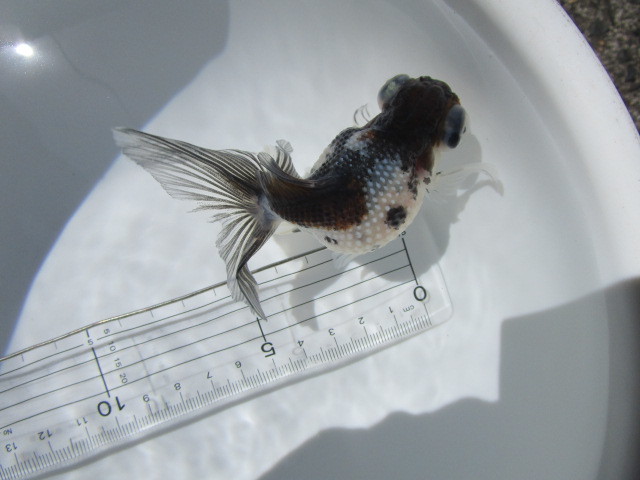 マニア必見！変わり個体★二歳魚★_2