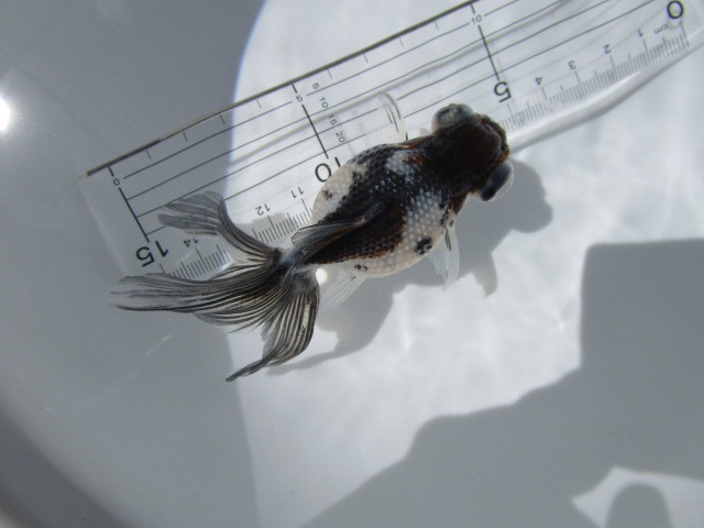 マニア必見！変わり個体★二歳魚★_3