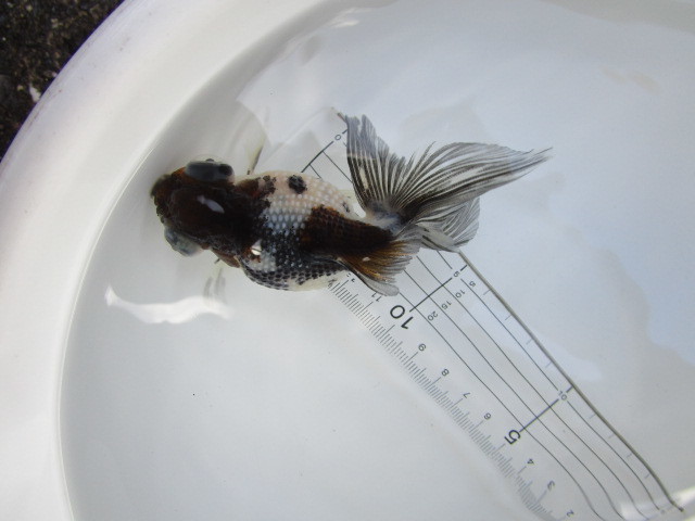 マニア必見！変わり個体★二歳魚★_4