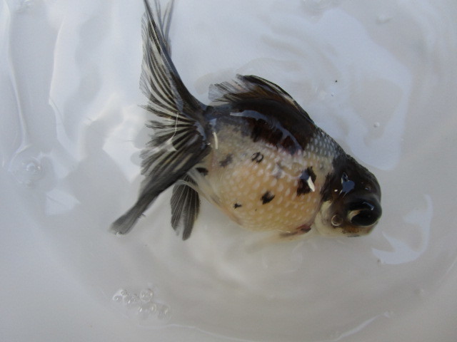 マニア必見！変わり個体★二歳魚★_5