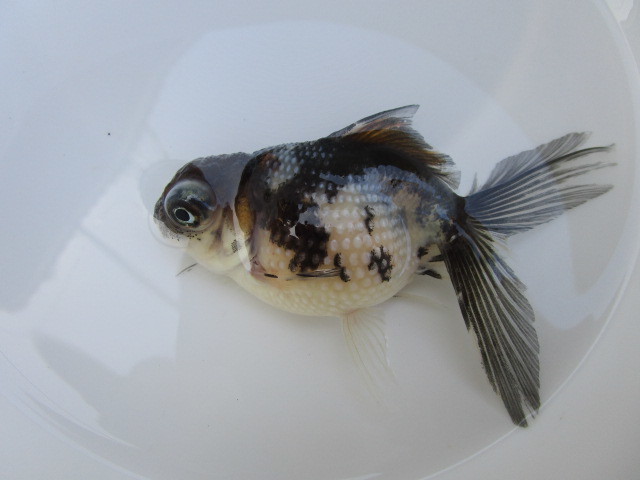 マニア必見！変わり個体★二歳魚★_6