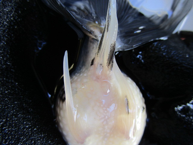 マニア必見！変わり個体★二歳魚★_7