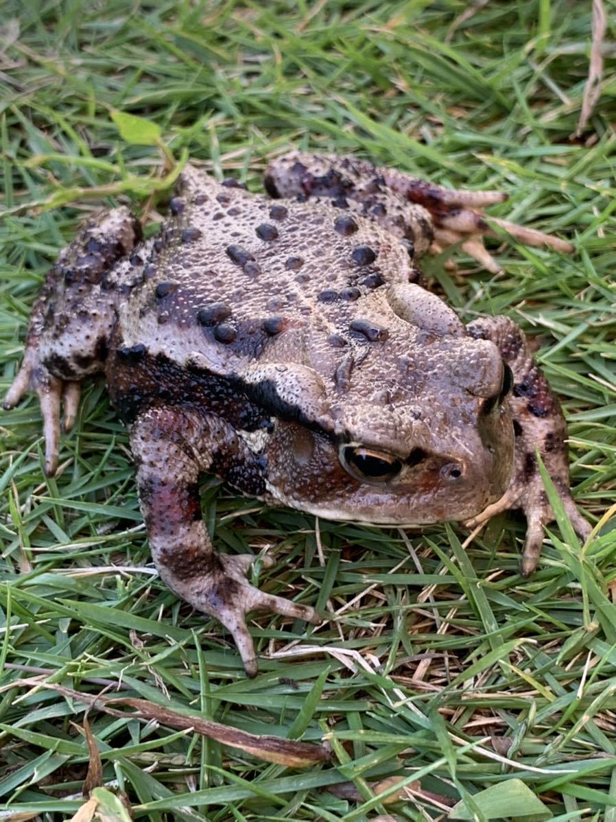 アズマヒキガエル 天然採集 サイズ7cm前後 梱包料込み カエル 売買されたオークション情報 Yahooの商品情報をアーカイブ公開 オークファン Aucfan Com