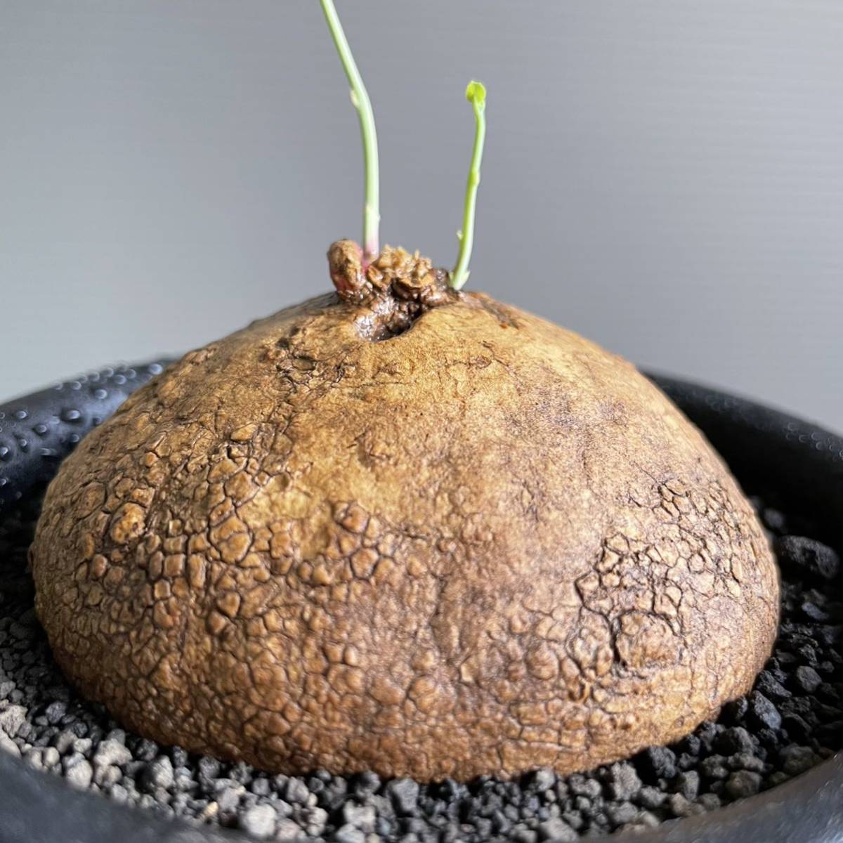 Stephania Erectaステファニア エレクタコーデックス 塊根植物 多肉植物 在庫一掃 エレクタコーデックス