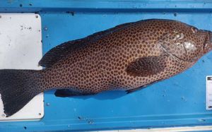 オオモンハタのヤフオク の相場 価格を見る ヤフオク のオオモンハタのオークション売買情報は16件が掲載されています