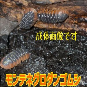 ヤフオク のペット ダンゴムシの相場 価格を見る ヤフオク のダンゴムシのオークションのペット売買情報は371件が掲載されています