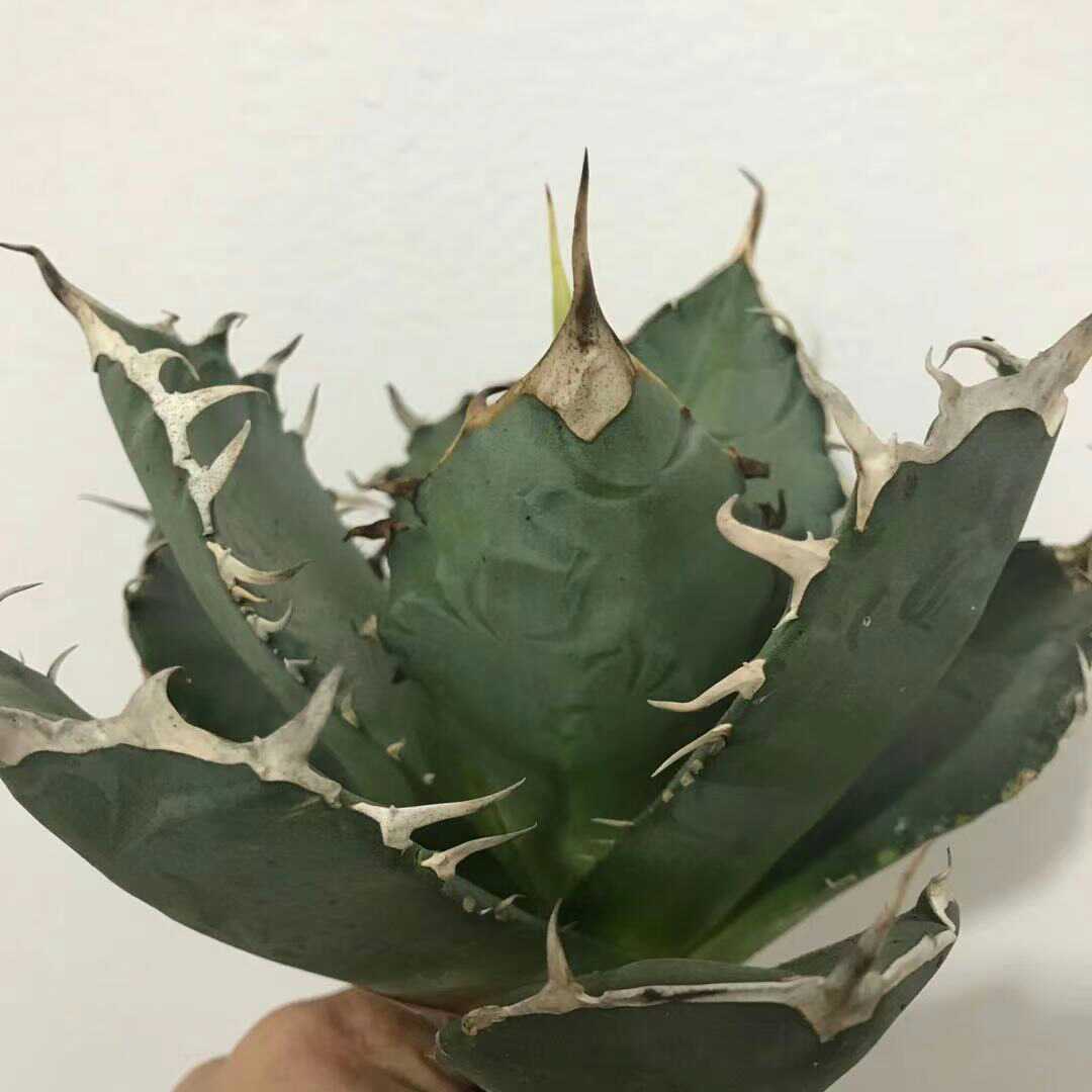 A1多肉植物 アガベ チタノタ 厳竜南霸王 強棘の株_1
