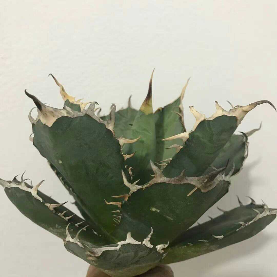 A1多肉植物 アガベ チタノタ 厳竜南霸王 強棘の株_2