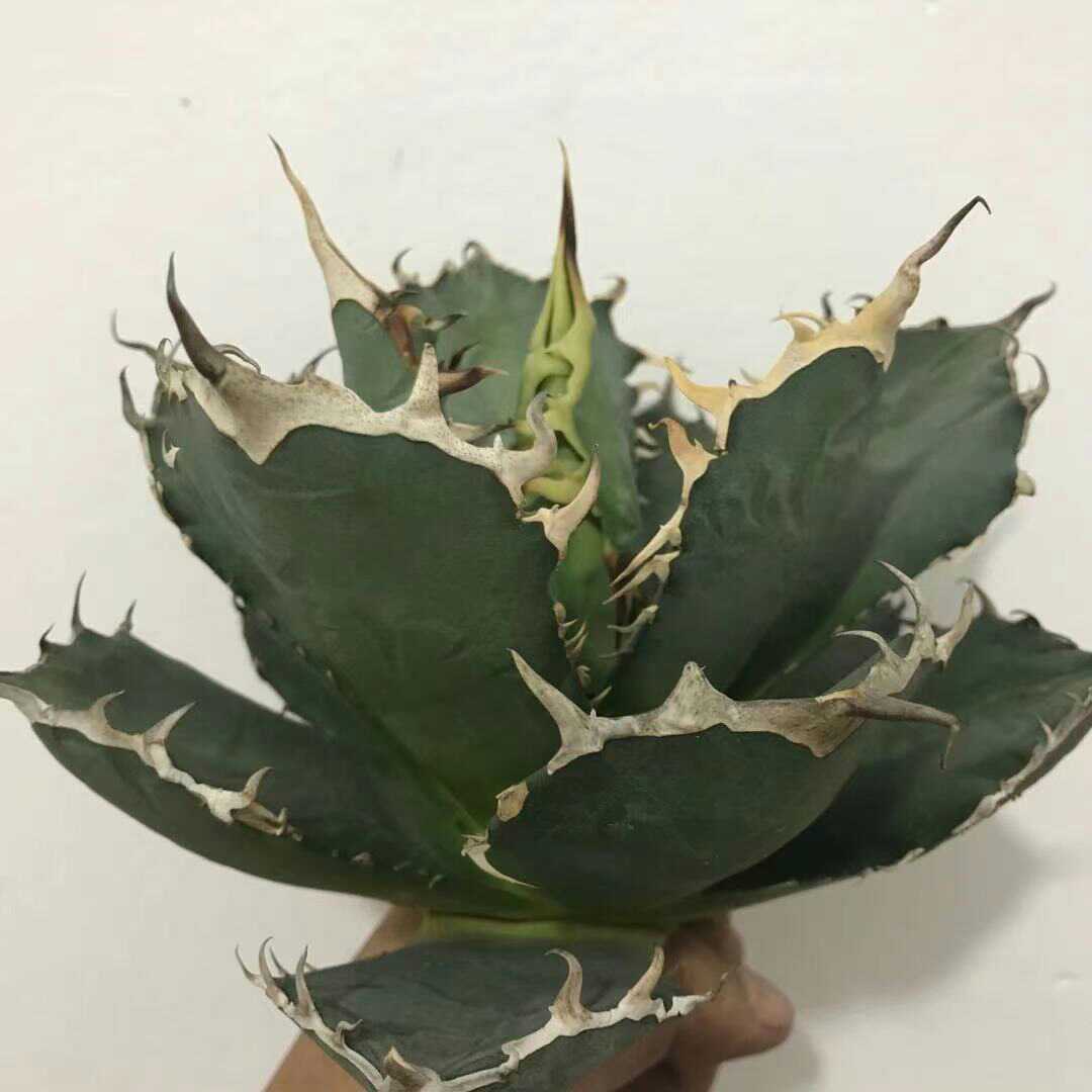 A1多肉植物 アガベ チタノタ 厳竜南霸王 強棘の株_3