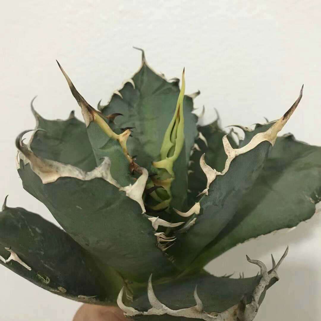 A1多肉植物 アガベ チタノタ 厳竜南霸王 強棘の株_4