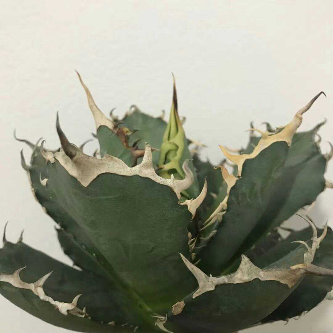 A1多肉植物 アガベ チタノタ 厳竜南霸王 強棘の株_5