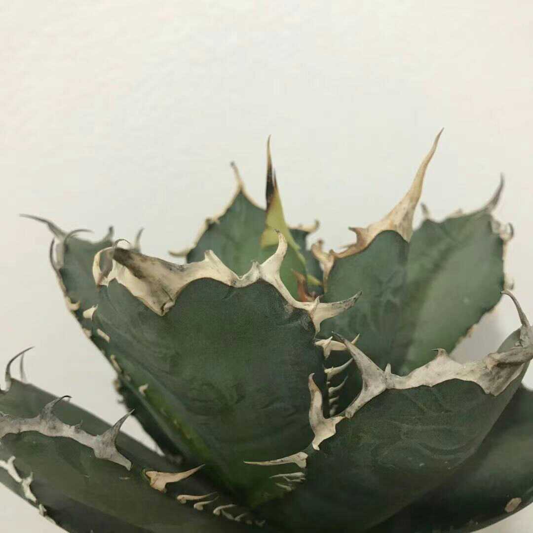 A1多肉植物 アガベ チタノタ 厳竜南霸王 強棘の株_6