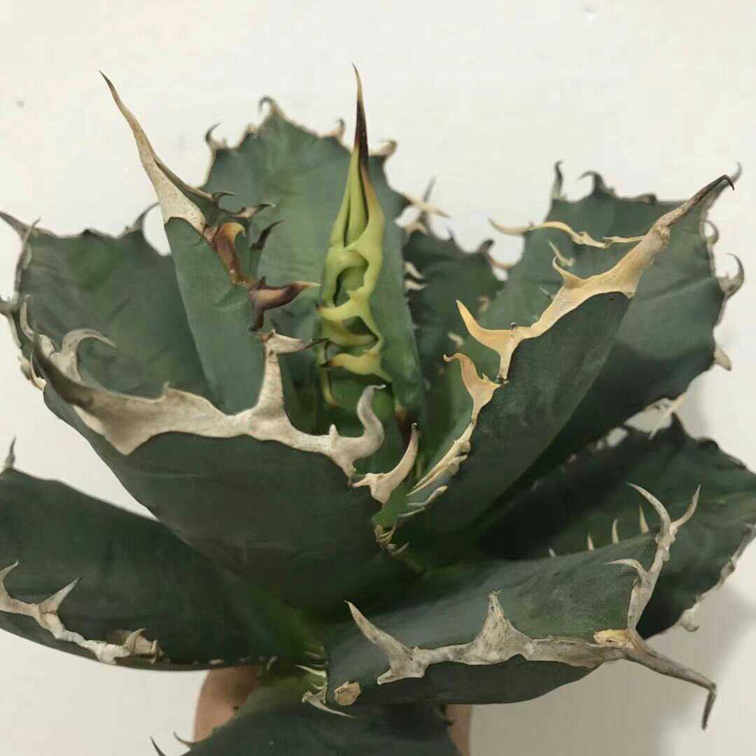 A1多肉植物 アガベ チタノタ 厳竜南霸王 強棘の株_7