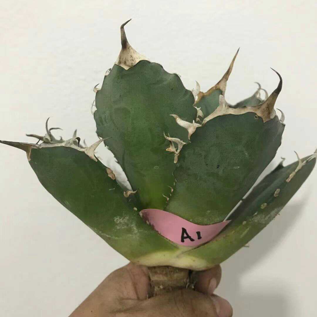 A1多肉植物 アガベ チタノタ 厳竜南霸王 強棘の株_8