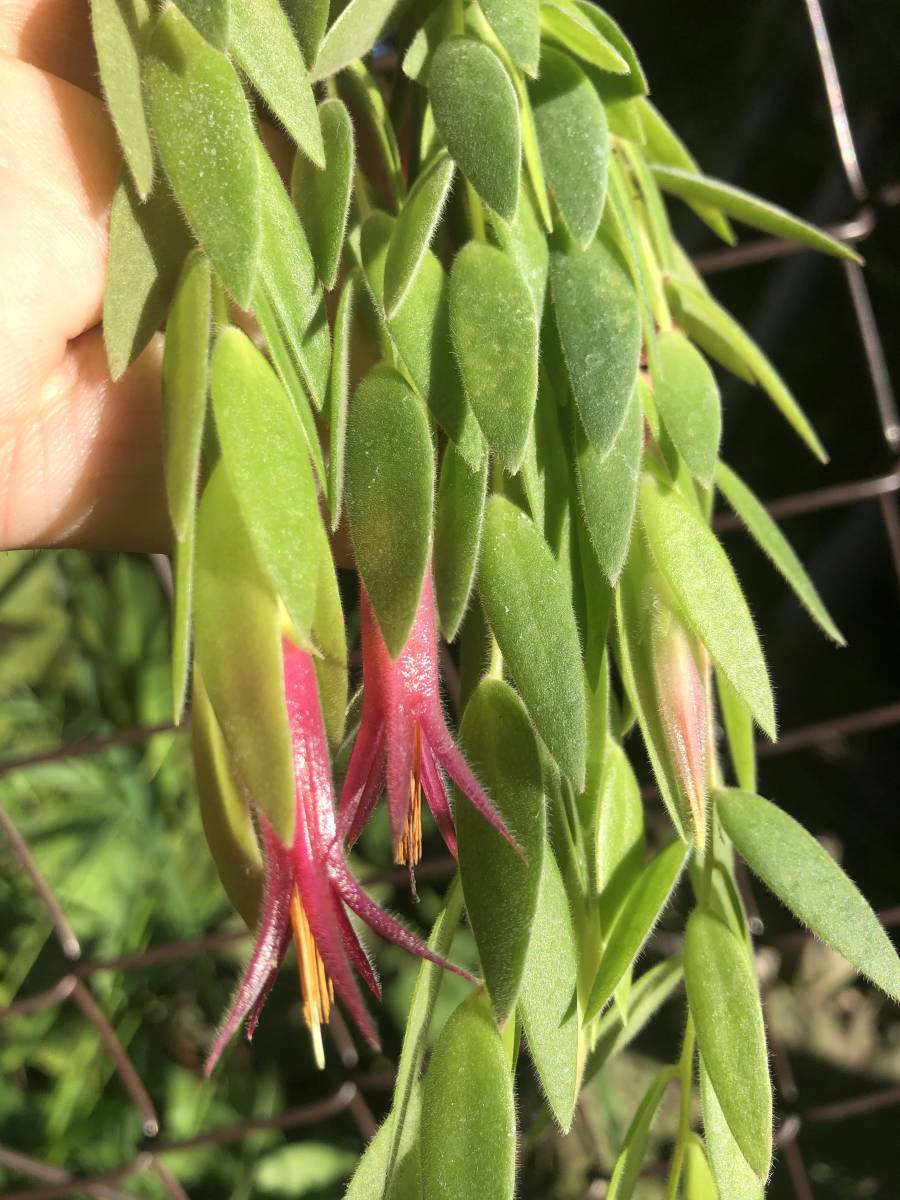 Ceratostema rauhii・ケラトステマ ラウヒー・着生ツツジ・観葉植物