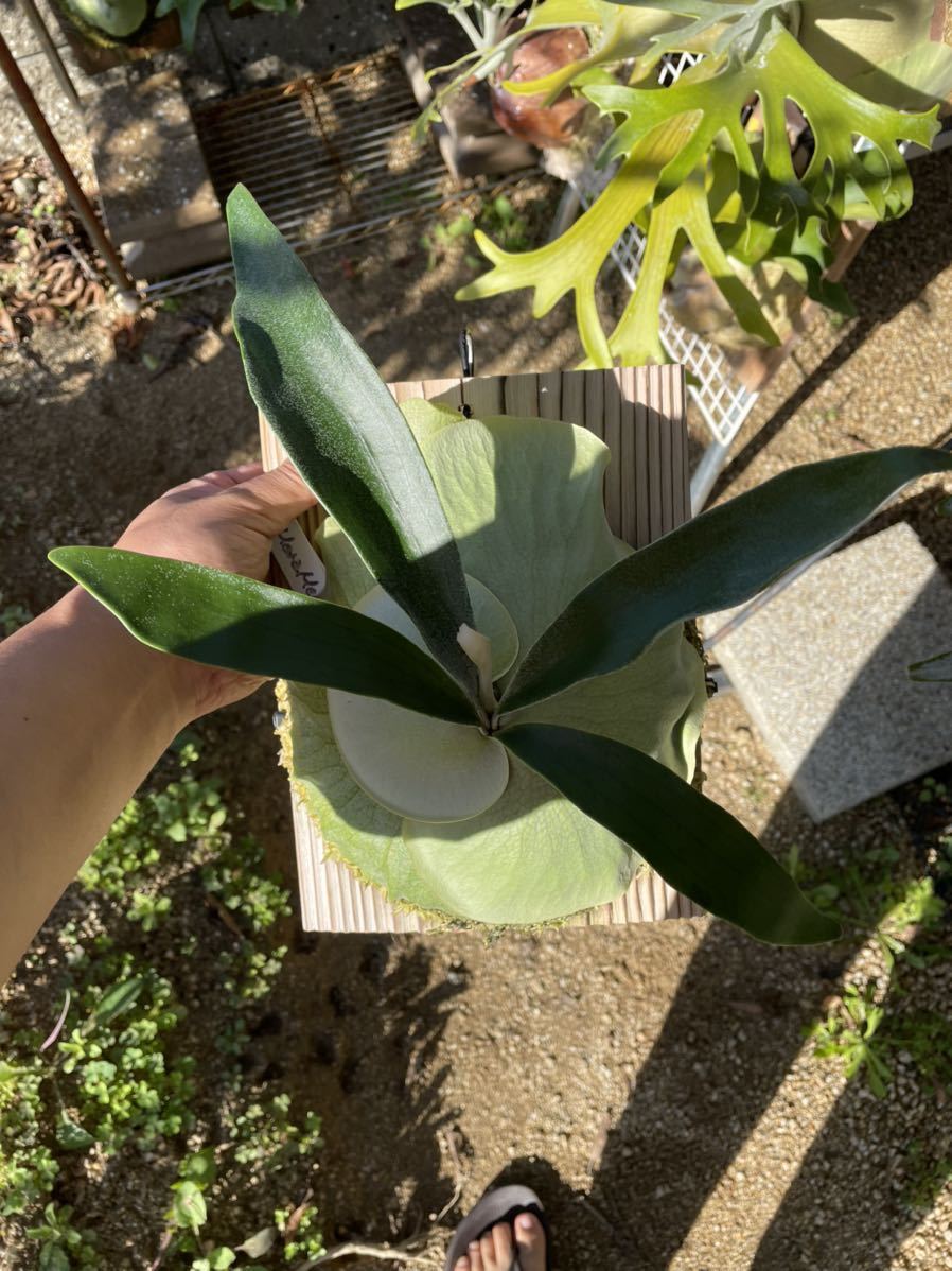 新作，低価 Platycerium meramera メラメラ 株分け 子株(ビカクシダ、コウモリラン)｜売買されたオークション情報、yahooの商品情報をアーカイブ公開 - オークファン ビカクシダ、コウモリラン