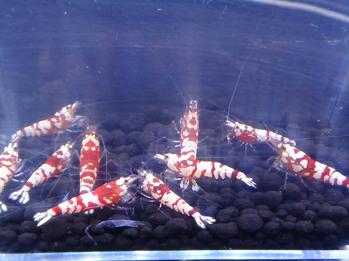 蔵六造 平安 秦蔵六造 古銅 鶴首花入 花瓶 M R7907 平安 秦蔵六