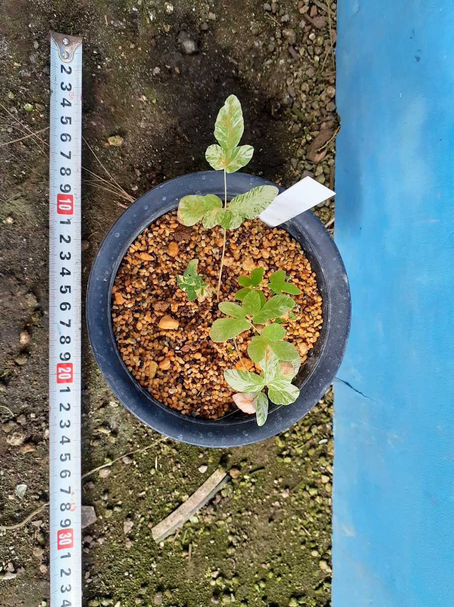 山野草　斑入り　ゼンマイ　雪白柄①