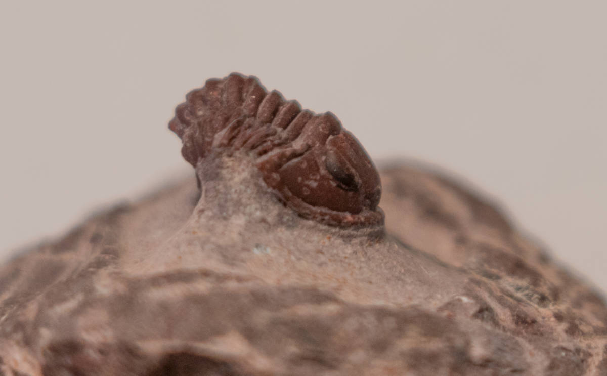 モロッコ・デボン紀の地層から採集された、愛らしい三葉虫 Gerastos 三 