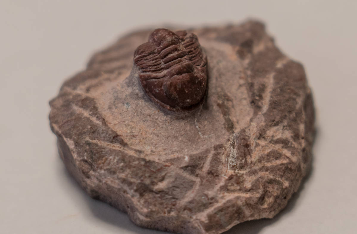 モロッコ・デボン紀の地層から採集された、愛らしい三葉虫 Gerastos 三