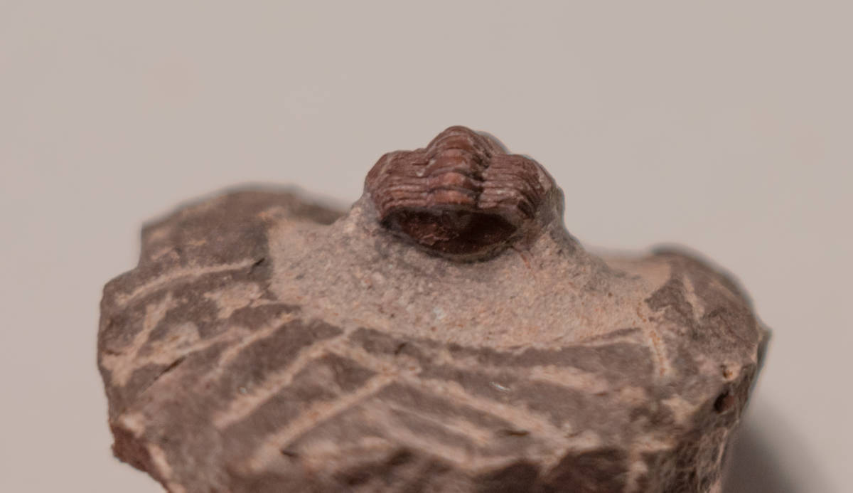 モロッコ・デボン紀の地層から採集された、愛らしい三葉虫 Gerastos 三