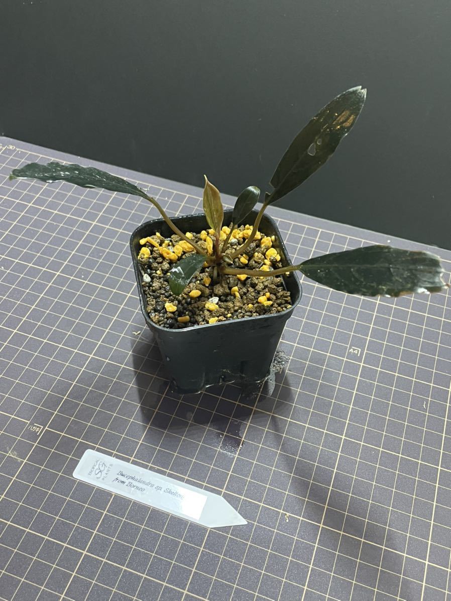 sp. Bucephalandra スケルトン kishii Yahoo!オークション 超大型 多葉