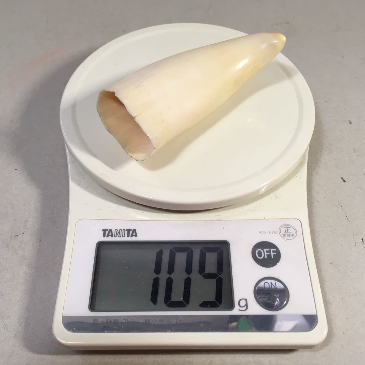鯨の歯 牙 マッコウクジラ 重量96g レア 希少 抹香鯨 マッコウ鯨