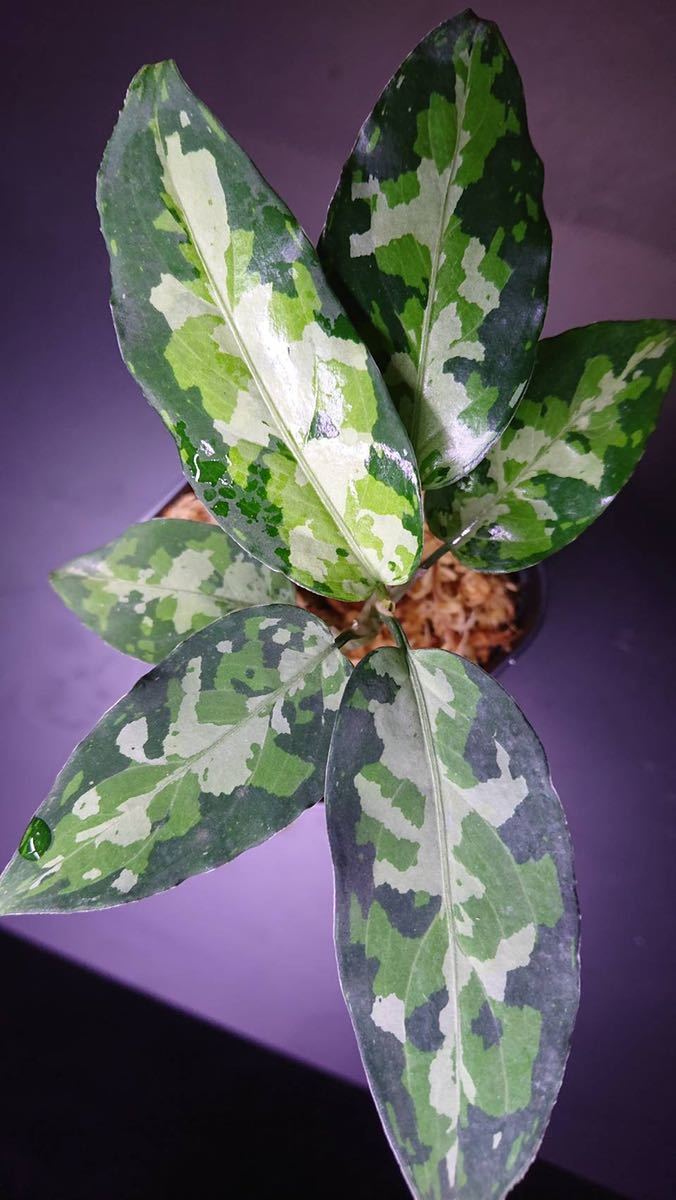 Aglaonema Pictum Tricolor from Aceh ワイルド株 アグラオネマ